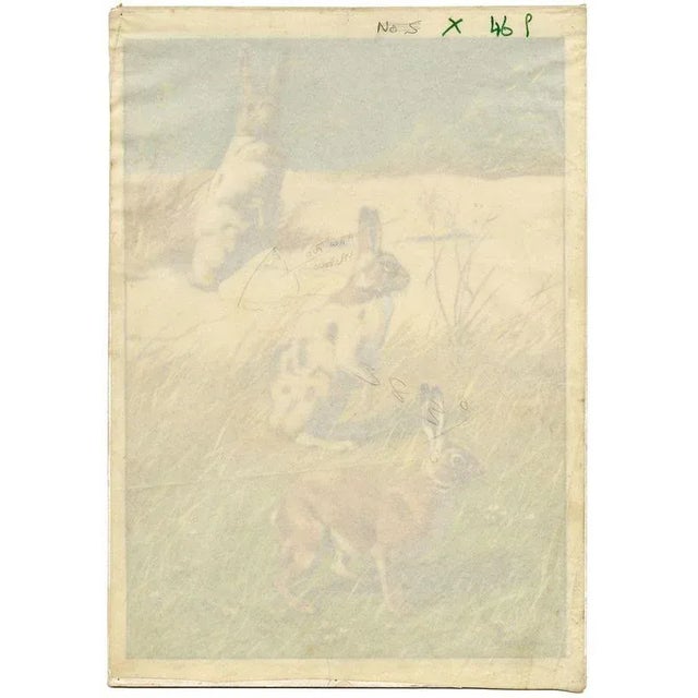 William Neave Parker, Snowshoe Hare Illustration, Mid-20th Century, Gouache For Sale - Image 3 of 6