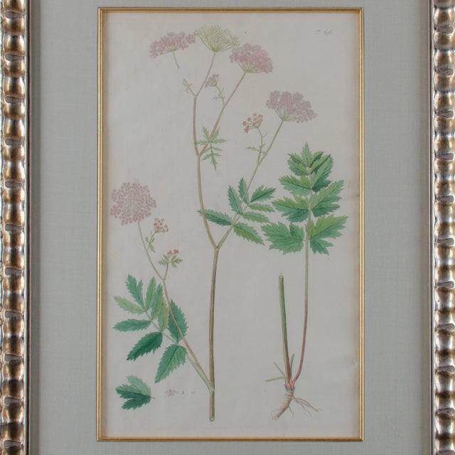 Silver Jacquin Flower Engravings - Set of 4 For Sale - Image 8 of 12