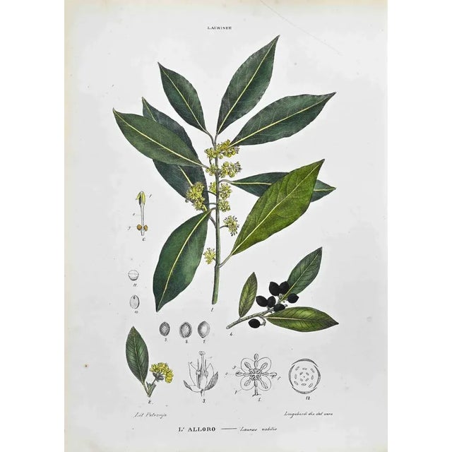 Lithograph hand watercolored. Belongs to the Series "Atlante di Botanica popolare ossia Illustrazione di Piante Notevoli...