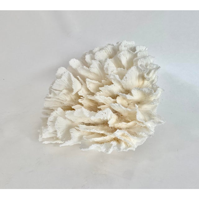 Late 20th Century Natural White Lettuce Coral Specimen Coastal Home Decor For Sale - Image 5 of 8