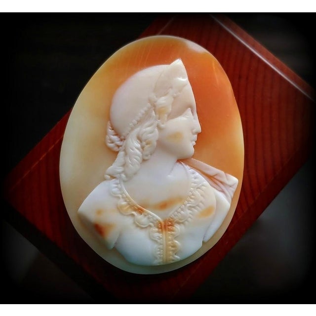 This Victorian unmounted Carnelian shell cameo depicting the right-facing profile of the Princess is very well carved in...