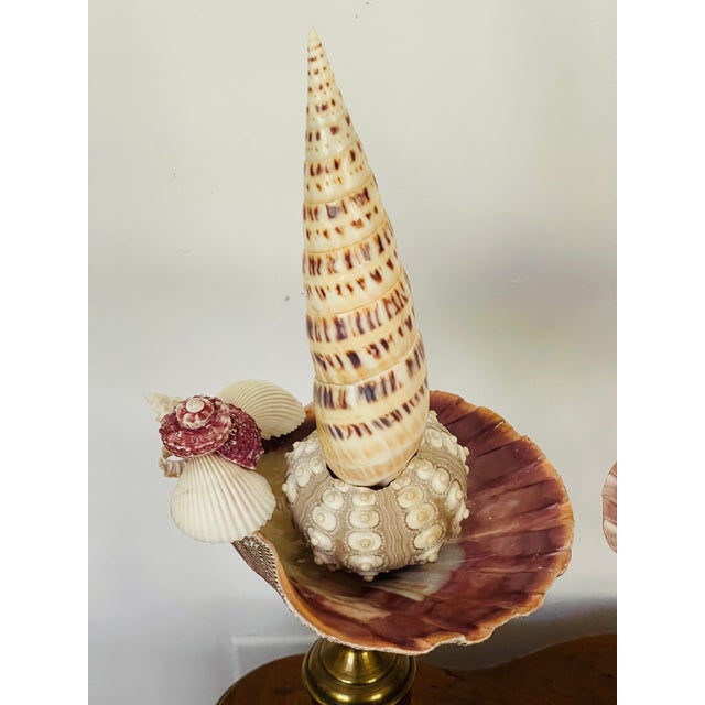 Antique Sea Shells Assemblage Art For Sale - Image 4 of 5