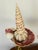 Antique Sea Shells Assemblage Art For Sale - Image 4 of 5