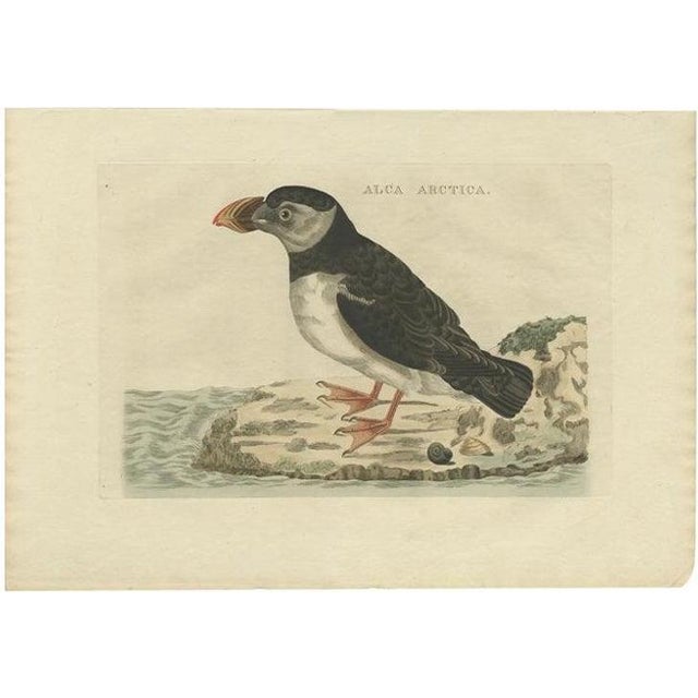 Early 19th Century Sepp & Nozeman, Bird Illustration of the Atlantic Puffin, 1809, Print For Sale - Image 5 of 5