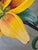 Modern Oil Painting - Yellow Flower For Sale - Image 9 of 11