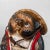 Ceramic Vintage Ceramic Tanuki Figurine, 1960s For Sale - Image 7 of 10