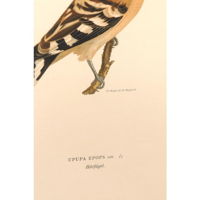 Early 20th Century Swedish Framed Hoopoe Lithograph, C. 1920 For Sale - Image 11 of 11