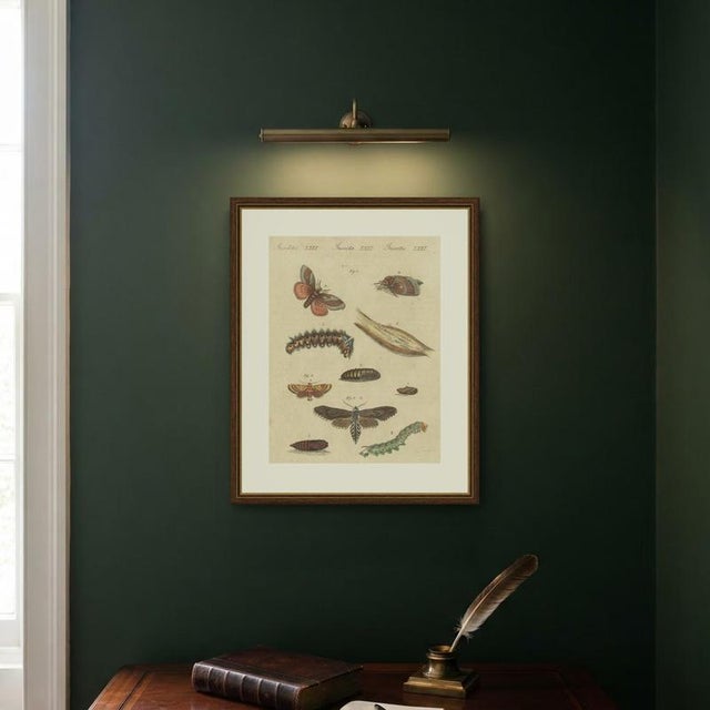 Bertuch, Moth Life Cycles with Caterpillars, 1815, Print For Sale - Image 10 of 12