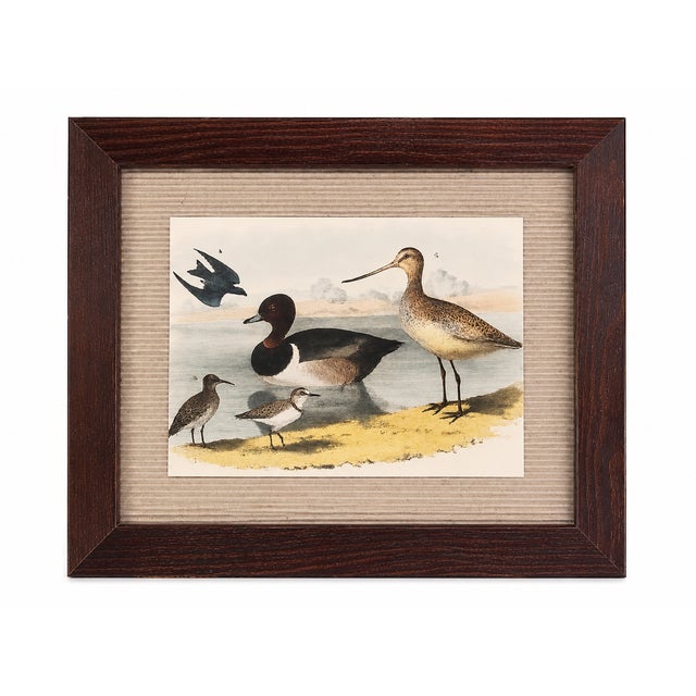 These authentic antique bird prints originate from The Birds of North America, the celebrated 19th-century ornithological...