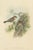 Antique bird print titled 'Passer Ammodendri'. Original lithograph of the saxaul sparrow. This print originates from...