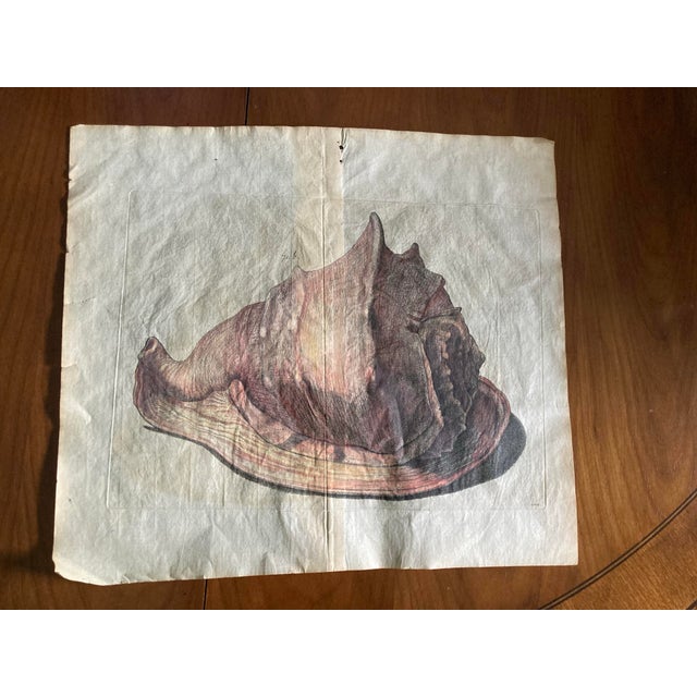 Authentic 18th Century Hand Painted Engravings of Mollusks. Set of 2 For Sale - Image 4 of 9