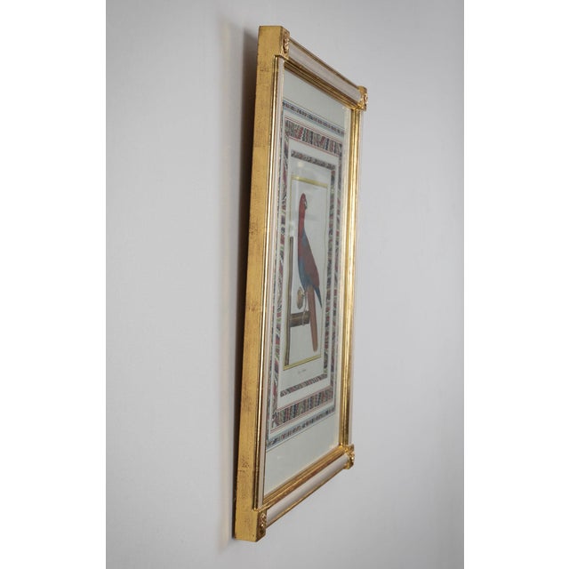 Late 18th Century Francois-Nicolas Martinet - Pair Framed Parrot Engravings For Sale - Image 5 of 9