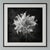 20" X 20" 'Love-in-a-Mist Flower' - Black and White Floral Photography Print For Sale - Image 4 of 4