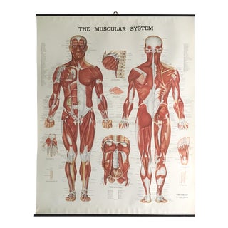 Vintage Mid-Century Anatomical Chart - Muscular System For Sale