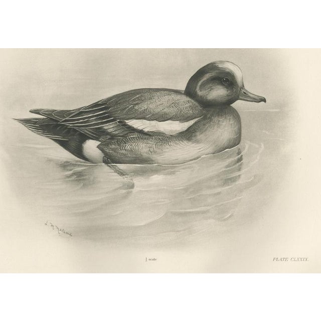 After Lilian Medland, Wigeon, 1909, Print For Sale - Image 9 of 9