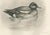 After Lilian Medland, Wigeon, 1909, Print For Sale - Image 9 of 9
