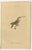 Jardine, Hummingbird Bird Prints, Handcolored Fiery-Tailed Hummingbirds, 1837, Paper For Sale - Image 4 of 12
