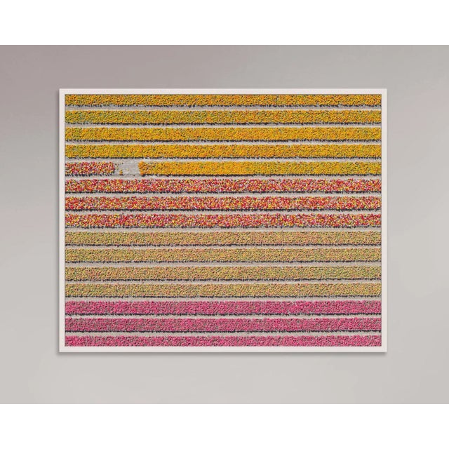 Photography "AV_Tulip_Fileds_016" Size B Contemporary Limited Edition Photography Fine Art Print by Bernhard Lang For Sale - Image 7 of 10