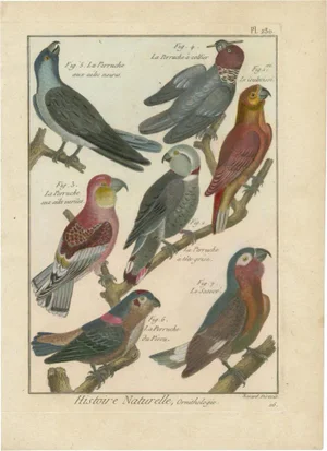 Panckoucke, Parakeets, 1792, Print