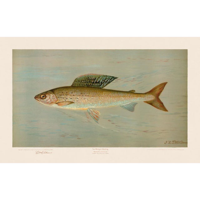 2020s American Fish 14 the Michigan Grayling by Harris CFA Edition Giclee Print For Sale - Image 5 of 6