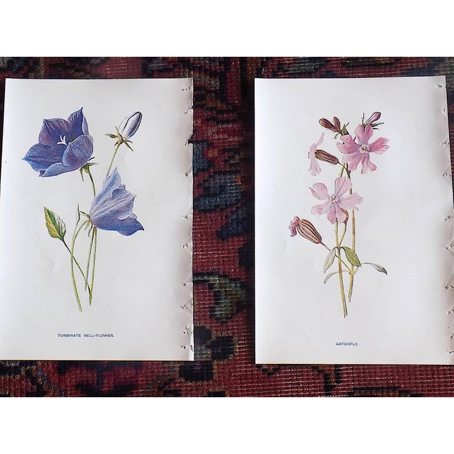 Antique 19th Century Edward Hulme Botanical "Garden Flowers" Lithographs - Set of 12 - Super Price! For Sale In Cincinnati - Image 6 of 9