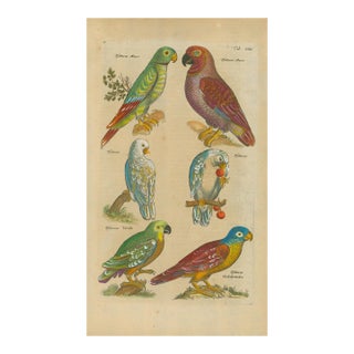 Antique Natural History Hand-Colored Engraving – Parrots, Tab. XXIII-1750's For Sale