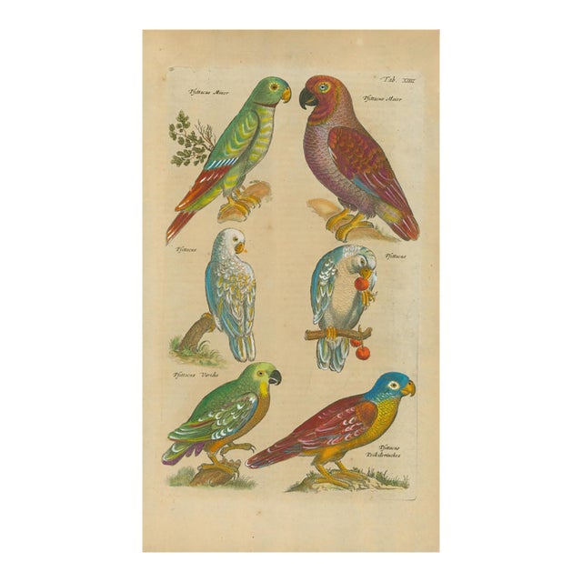 Antique Natural History Hand-Colored Engraving – Parrots, Tab. XXIII-1750's For Sale