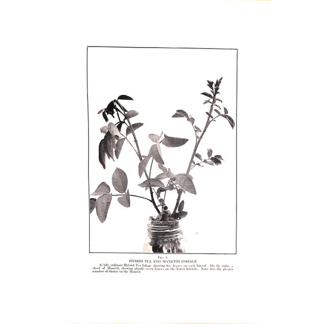 1910s "The Practical Book of Outdoor Rose Growing" 1915 Thomas, George C. Jr For Sale - Image 5 of 10