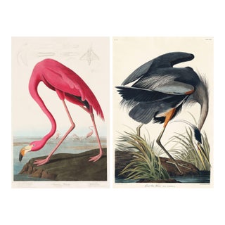 Audubon Flamingo & Heron Set, Vintage Art Print Reproductions, 24″ × 36″ For Sale