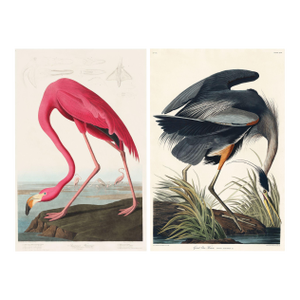 Audubon Flamingo & Heron Set, Vintage Art Print Reproductions, 24″ × 36″