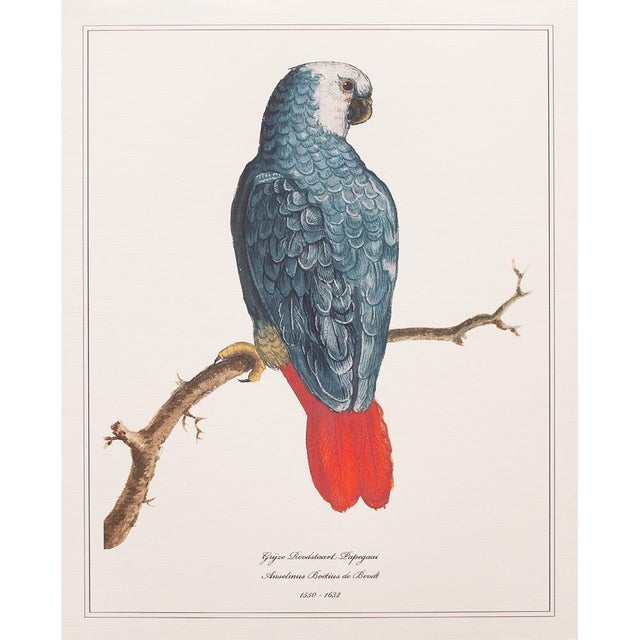 2010s After 1590s Anselmus Boetius De Boodt, Parrot Print Set of 9 For Sale - Image 5 of 12