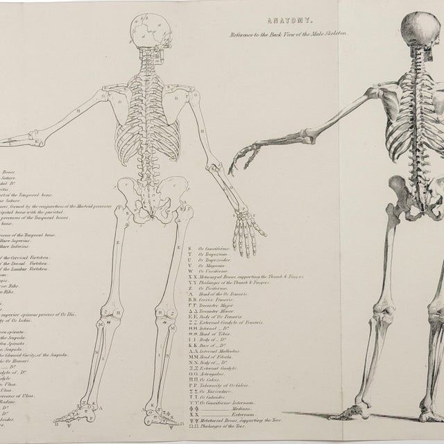 White 1845 Pair of Human Anatomy Monochrome Engravings | Encyclopaedia Metropolitana For Sale - Image 8 of 10
