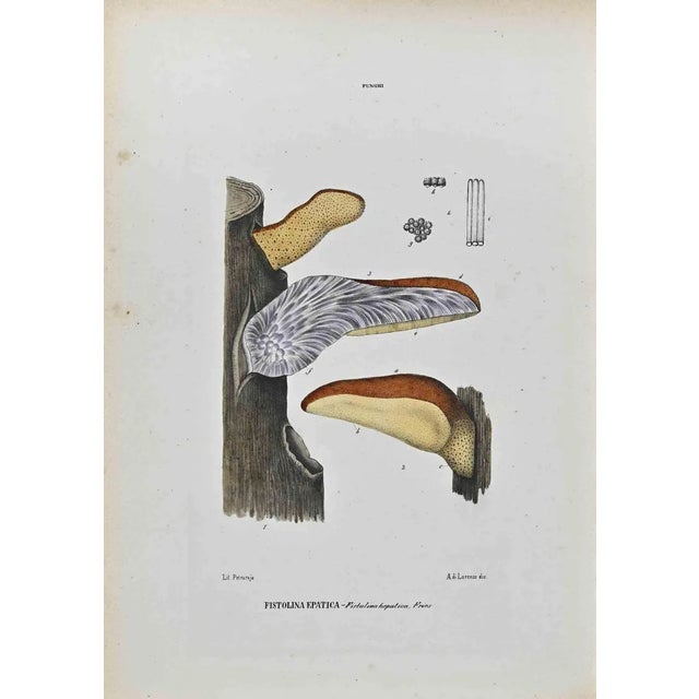 Vincenzo Tenore, The Mushrooms, Lithograph, 1870s For Sale