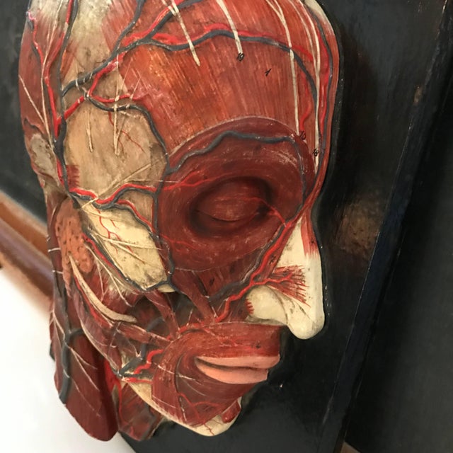 Industrial Early 20th Century Anatomical Plaque by New York Scientific Supply Co. For Sale - Image 3 of 7