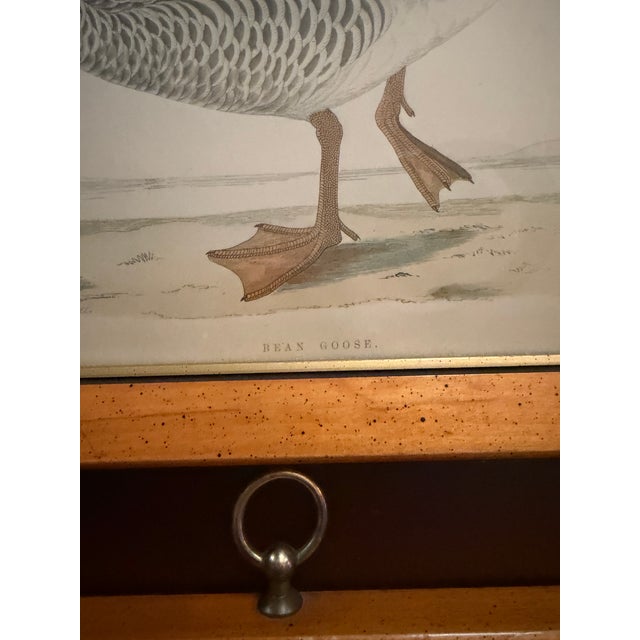 Antique Beverly Morris Original Bean Goose & Grey Lag Goose Framed Prints c.1855 - Set of 2 For Sale - Image 6 of 15