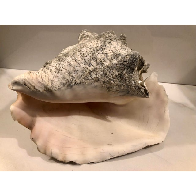 Large Harbour Island Conch Shell For Sale - Image 10 of 11