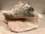 Large Harbour Island Conch Shell For Sale - Image 10 of 11
