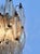 Pair of Murano Italian Poliedri Smoked Glass Wall Sconces For Sale - Image 11 of 11