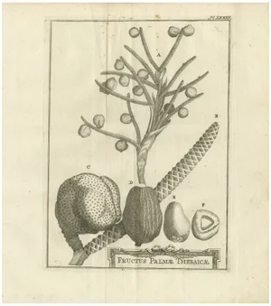 Fruits of the Theban Palm, 1776, Paper