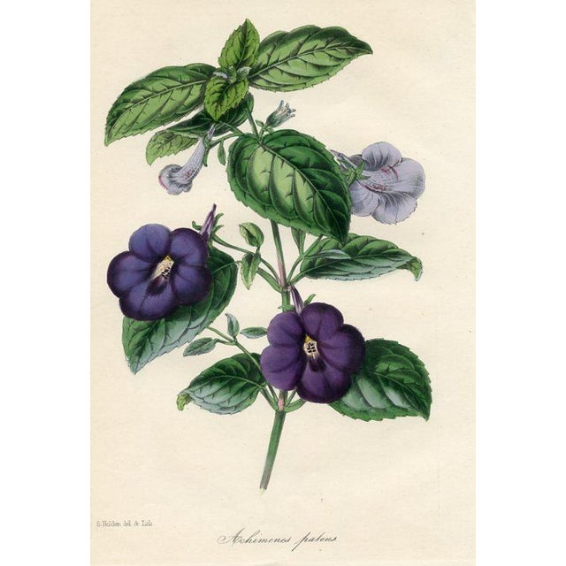 Original early 1800s hand colored botanical print that appeared in the "Magazine of Botany", a British horticultural...