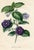 Original early 1800s hand colored botanical print that appeared in the "Magazine of Botany", a British horticultural...