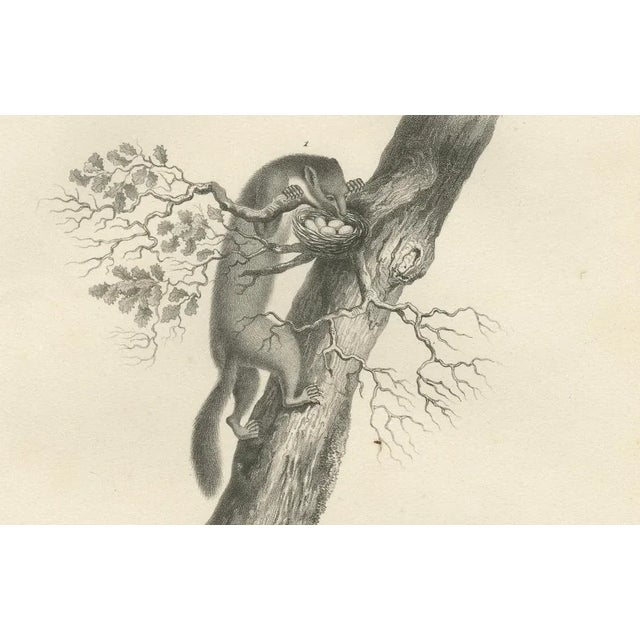 Mid 19th Century C.C. G. Zool., Pine Marten, Beech Marten, and Ermine in Nature, 1836, Lithograph For Sale - Image 5 of 10