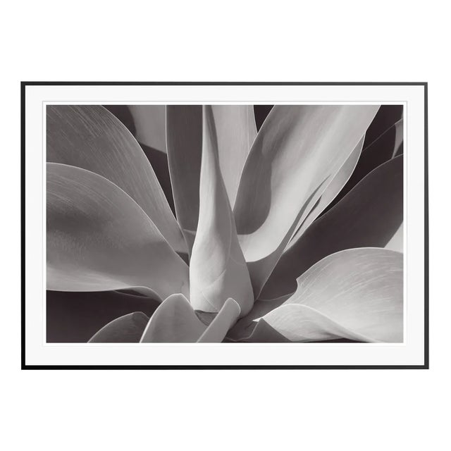 Stuart Möller, Agave, 2020, Black and White Photograph For Sale