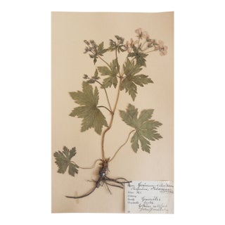 Vintage Swedish Herbarium - Geranium, Circa 1926 For Sale