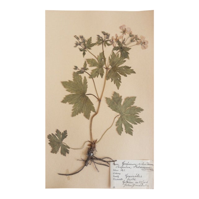 Vintage Swedish Herbarium - Geranium, Circa 1926 For Sale