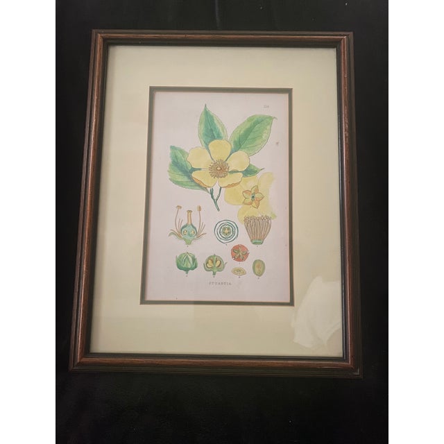 Illustration Mid-Century Framed Mark Catesby "Stuartia Silky Camellia" Botanical Print, Coffey & Thompson For Sale - Image 3 of 12