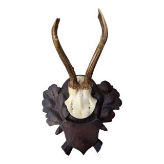 Roe Deer Trophy 149 Black Forest Antlers For Sale
