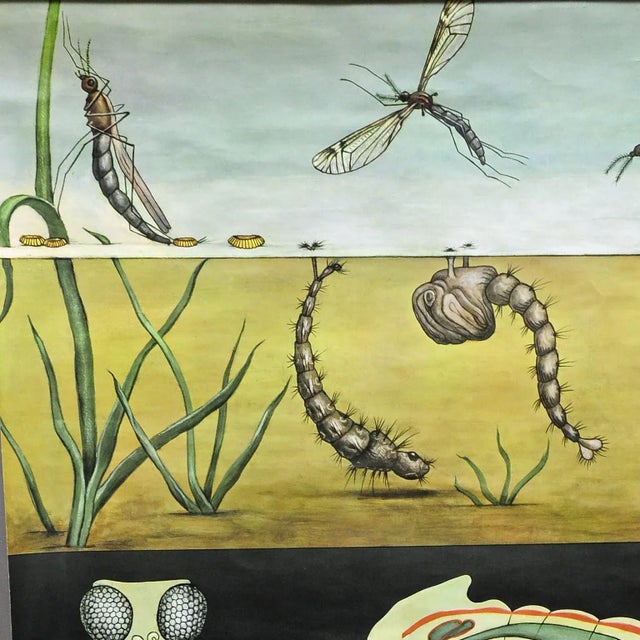 The countrystyle vintage wallchart by the artists Jung Koch Quentell is depicting the mosquito. Published by...