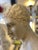 Unknwon, Plaster Bust of the God Hermes, 1900, Gesso For Sale - Image 11 of 18