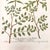 Early 18th Century c.1730 Hand-Colored Botanical Mezzotints Pair — Indigo & Water Speedwell by Johann Wilhelm Weinmann For Sale - Image 5 of 9